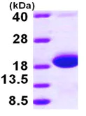 SDS-PAGE - Recombinant E. coli Skp protein (His tag N-Terminus) (AB97397)