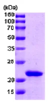 SDS-PAGE - Recombinant E. coli slyD protein (Tag Free) (AB72847)