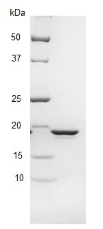 SDS-PAGE - Recombinant E. coli SSB protein (AB123224)