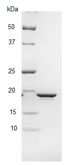 SDS-PAGE - Recombinant E. coli SSB protein (AB123224)