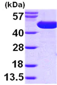 SDS-PAGE - Recombinant E. coli surA protein (AB99241)