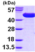SDS-PAGE - Recombinant E. coli surA protein (AB99241)