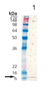 Recombinant E. coli Thioredoxin / TRX protein