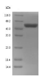 SDS-PAGE - Recombinant E. coli Trigger factor (tig) protein (His tag) (AB241442)
