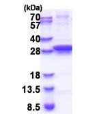 SDS-PAGE - Recombinant E. coli UNG protein (AB171506)