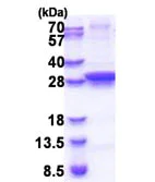 SDS-PAGE - Recombinant E. coli UNG protein (AB171506)