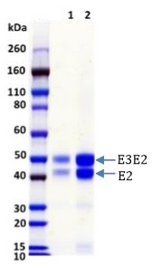 Recombinant Eastern Equine Encephalitis Virus E3E2 protein (His tag)