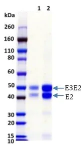 SDS-PAGE - Recombinant Eastern Equine Encephalitis Virus E3E2 protein (His tag) (AB230255)