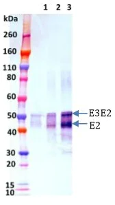 Western blot - Recombinant Eastern Equine Encephalitis Virus E3E2 protein (His tag) (AB230255)