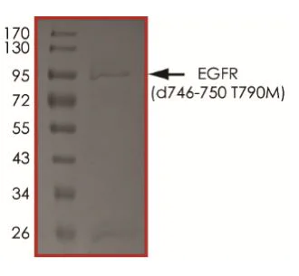 SDS-PAGE - Recombinant EGFR deletion 746-750 (mutated T790M) protein (Active) (AB268470)