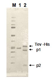 Functional Studies - Recombinant EN-TEV Protease (mutated S219N) protein (Tagged-His Tag) (AB134877), expandable thumbnail