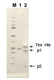 Functional Studies - Recombinant EN-TEV Protease (mutated S219N) protein (Tagged-His Tag) (AB134877)
