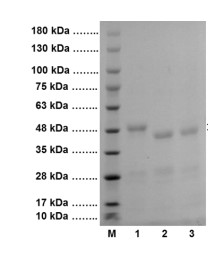 SDS-PAGE - Recombinant EN-TEV Protease protein (AB285976)