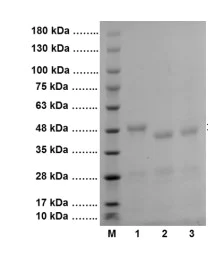 SDS-PAGE - Recombinant EN-TEV Protease protein (AB285976)