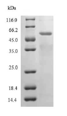 SDS-PAGE - Recombinant Endo-beta-1,6-galactanase protein (His tag) (AB238365)