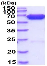 SDS-PAGE - Recombinant Firefly Luciferase protein (AB100961)
