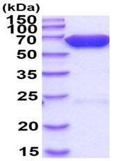 SDS-PAGE - Recombinant Firefly Luciferase protein (His tag N-Terminus) (AB100961)