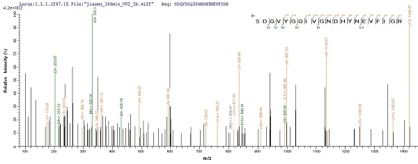 Mass Spectrometry - Recombinant Gingipain R1 protein (His tag) (AB225982)
