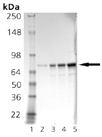 SDS-PAGE - Recombinant Golden hamster GRP78 BiP protein (AB92363), expandable thumbnail