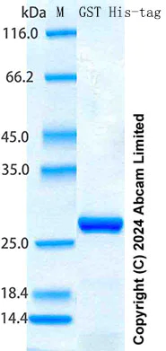 SDS-PAGE - Recombinant GST His-tag Protein Standard (His tag) (AB316702)