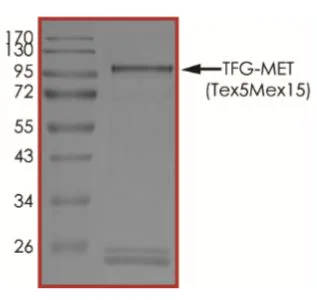 SDS-PAGE - Recombinant GST-TRK fused gene product-Met (c-Met) fusion protein (Active) (AB269038)