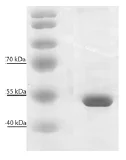 SDS-PAGE - Recombinant Hantavirus Dobrava, strain Slovenia, nucleocapsid protein (AB74556)