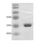 SDS-PAGE - Recombinant Hantavirus Puumala, strain Vranica, nucleocapsid protein (AB74555)