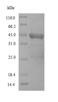 SDS-PAGE - Recombinant Hemagglutinin neuraminidase protein (Tagged) (AB236804), expandable thumbnail