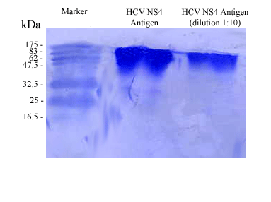 Recombinant Hepatitis C Virus NS4 protein