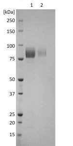 SDS-PAGE - Recombinant Hepatitis E Virus ORF2 antigen protein (His tag) (AB256518)