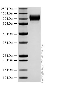 SDS-PAGE - Recombinant HIV surface protein gp120 (Active) (AB307486), expandable thumbnail