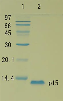 SDS-PAGE - Recombinant HIV1 Gag p15 protein (AB127887)