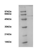 SDS-PAGE - Recombinant HIV1 Gag protein (AB109969), expandable thumbnail