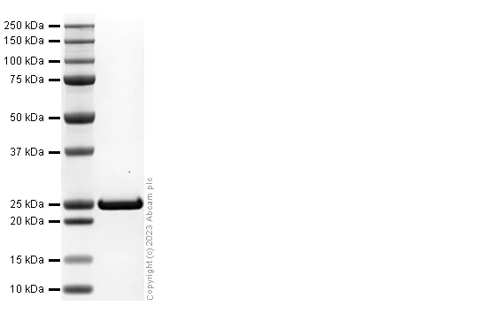 SDS-PAGE - Recombinant HIV1 Gag protein (His-tag) (AB310318)