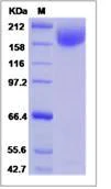 SDS-PAGE - Recombinant HIV1 gp140 protein (Fc Chimera) (AB276739)