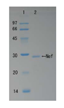 SDS-PAGE - Recombinant HIV1 Nef protein (AB63996)