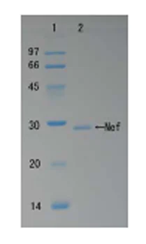 SDS-PAGE - Recombinant HIV1 Nef protein (AB63996)