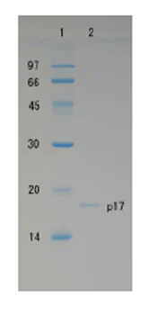 SDS-PAGE - Recombinant HIV1 p17 protein (AB63981)