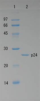 Recombinant HIV1 p24 protein
