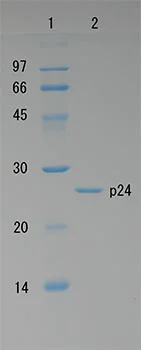 SDS-PAGE - Recombinant HIV1 p24 protein (AB127888)