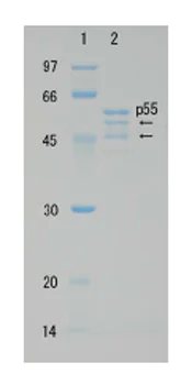 SDS-PAGE - Recombinant HIV1 p55 protein (AB63995)