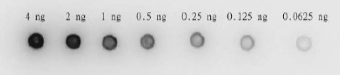 Dot Blot - Recombinant HIV1 Protease protein (AB215523), expandable thumbnail