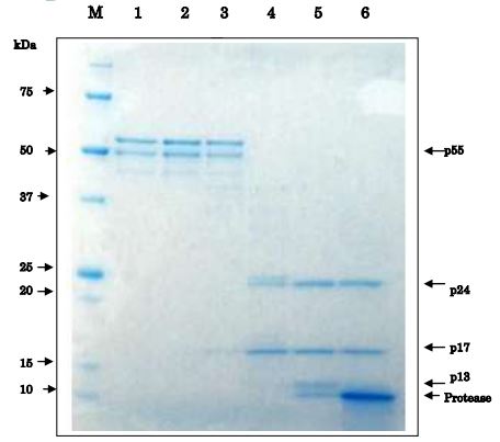 Functional Studies - Recombinant HIV1 Protease protein (AB215523), expandable thumbnail