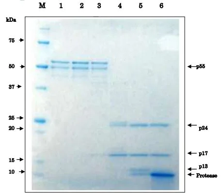 Functional Studies - Recombinant HIV1 Protease protein (AB215523)
