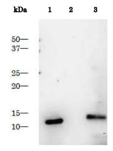 Western blot - Recombinant HIV1 Protease protein (AB215523), expandable thumbnail