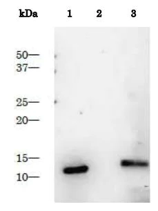 Western blot - Recombinant HIV1 Protease protein (AB215523)