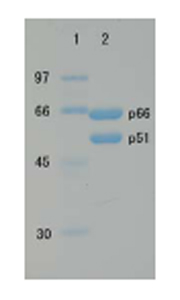 SDS-PAGE - Recombinant HIV1 Reverse Transcriptase protein (Active) (AB63979)