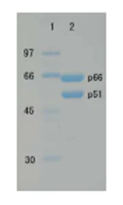 SDS-PAGE - Recombinant HIV1 Reverse Transcriptase protein (Active) (AB63979)