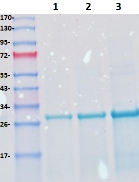 SDS-PAGE - Recombinant HIV2 gp36 protein (AB43035)