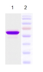 SDS-PAGE - Recombinant HPV18 L1 protein (AB119881), expandable thumbnail
